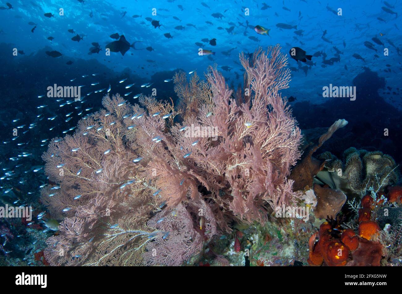 Coral fan and fish on reef, Cape Kri dive site, Dampier Strait, Raja Ampat, West Papua, Indonesia Stock Photo