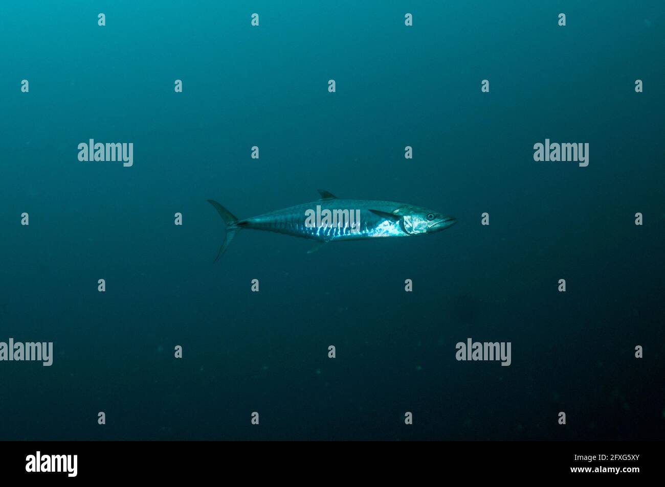 Barred spanish mackerel hires stock photography and images Alamy