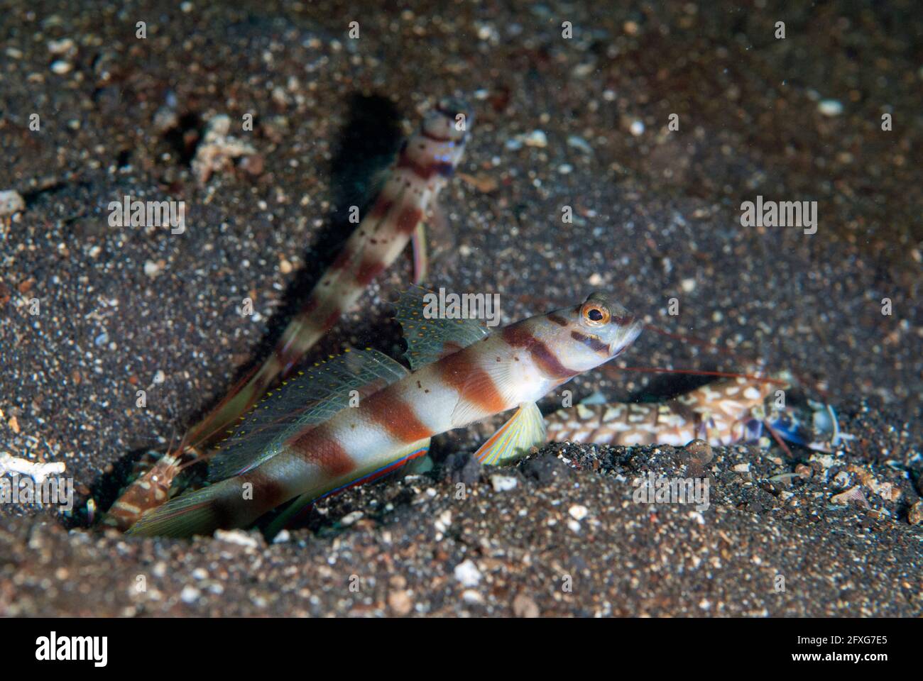 Pair of Slantbar Shrimpgoby, Amblyeleotris diagonalis, with Tiger Snapping Shrimps, Alpheus bellulus, Makawide Slope dive site, Lembeh Straits, Sulawe Stock Photo