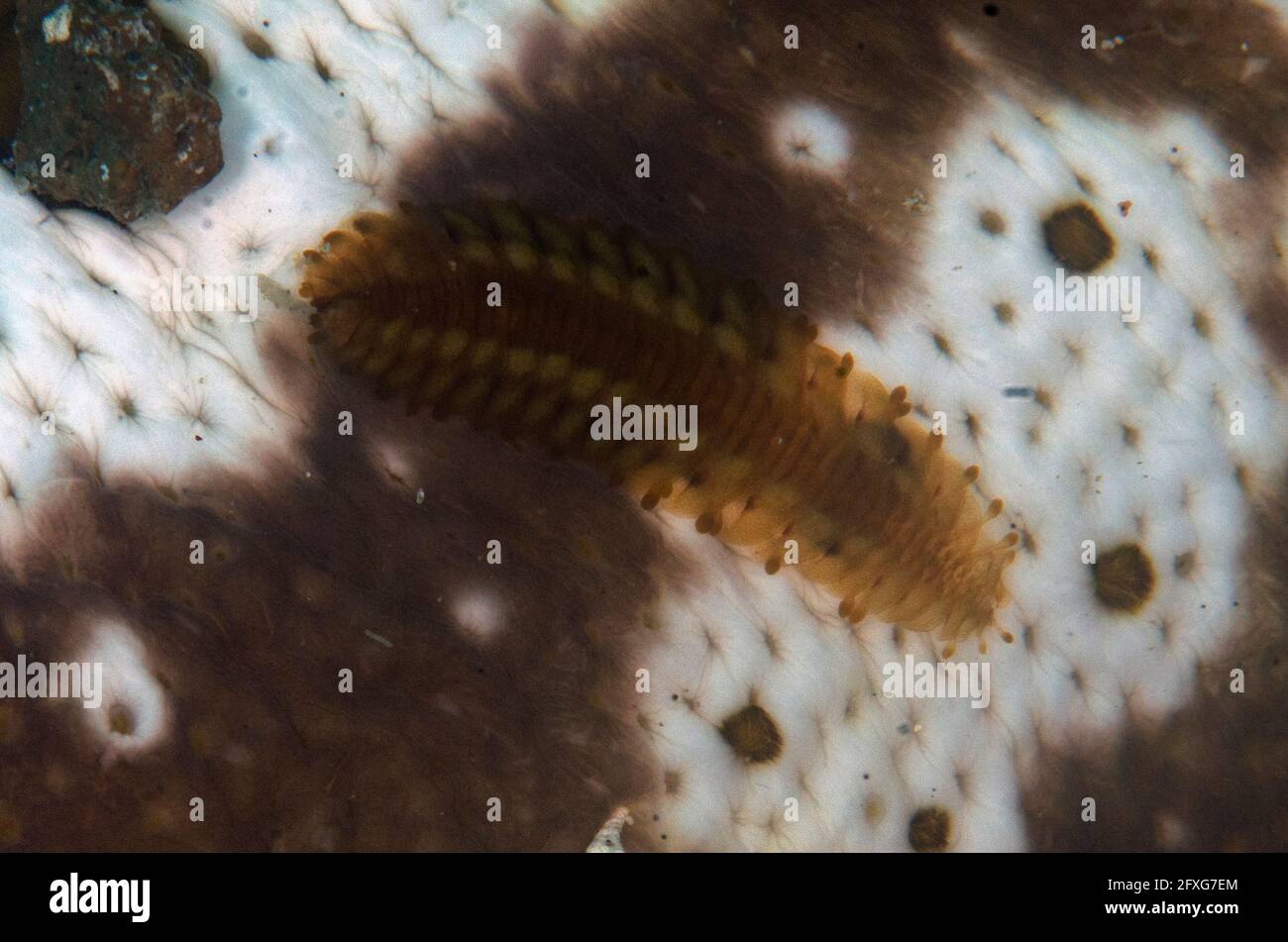 Sea Cucumber Scale Worm, Gastrolepidia clavigera, on underside of Sea Cucumber, Bohadschia sp, Batu Merah dive site, Lembeh Straits, Sulawesi, Indones Stock Photo