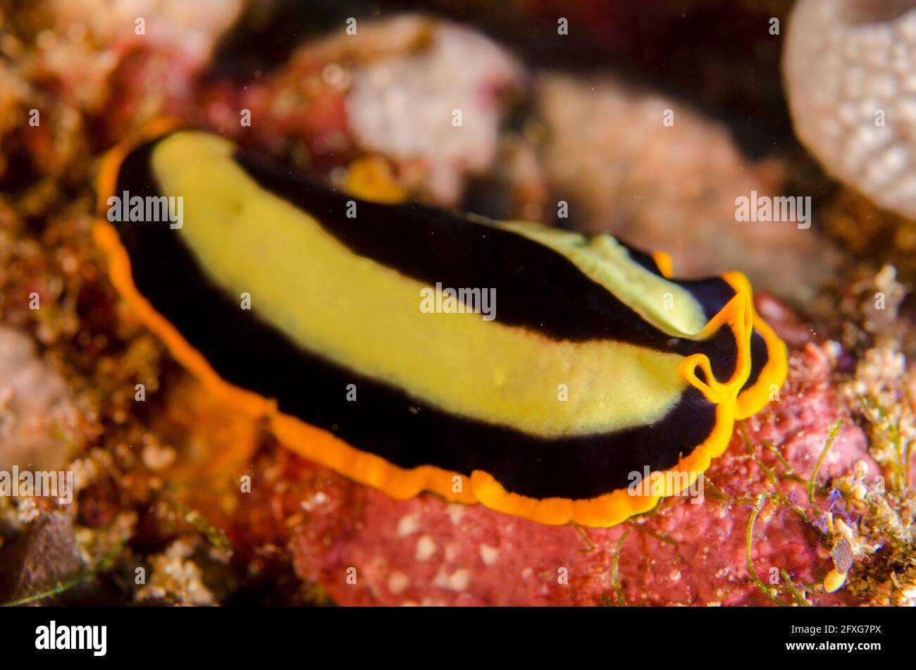 Symetrical Flatworm, Pseudoceros dimidiatus, Mimping dive site, Candidasa, Bali, Indonesia Stock Photo