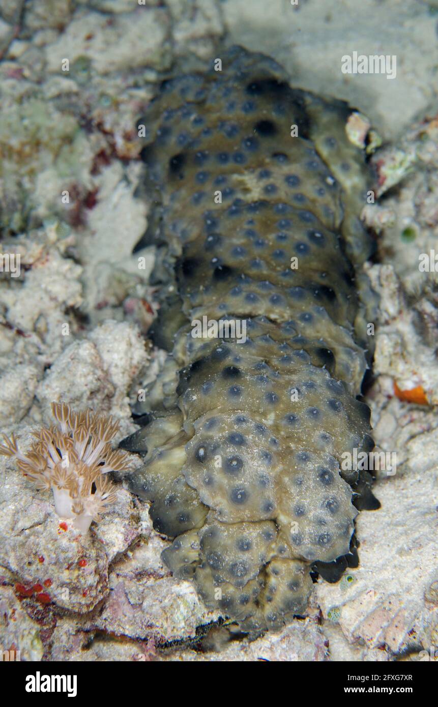 Dragonfish Sea Cucumber, Stichopus horrens, with extended papillae, Barracuda Rock dive site, Misool, Raja Ampat, West Papua, Indonesia Stock Photo