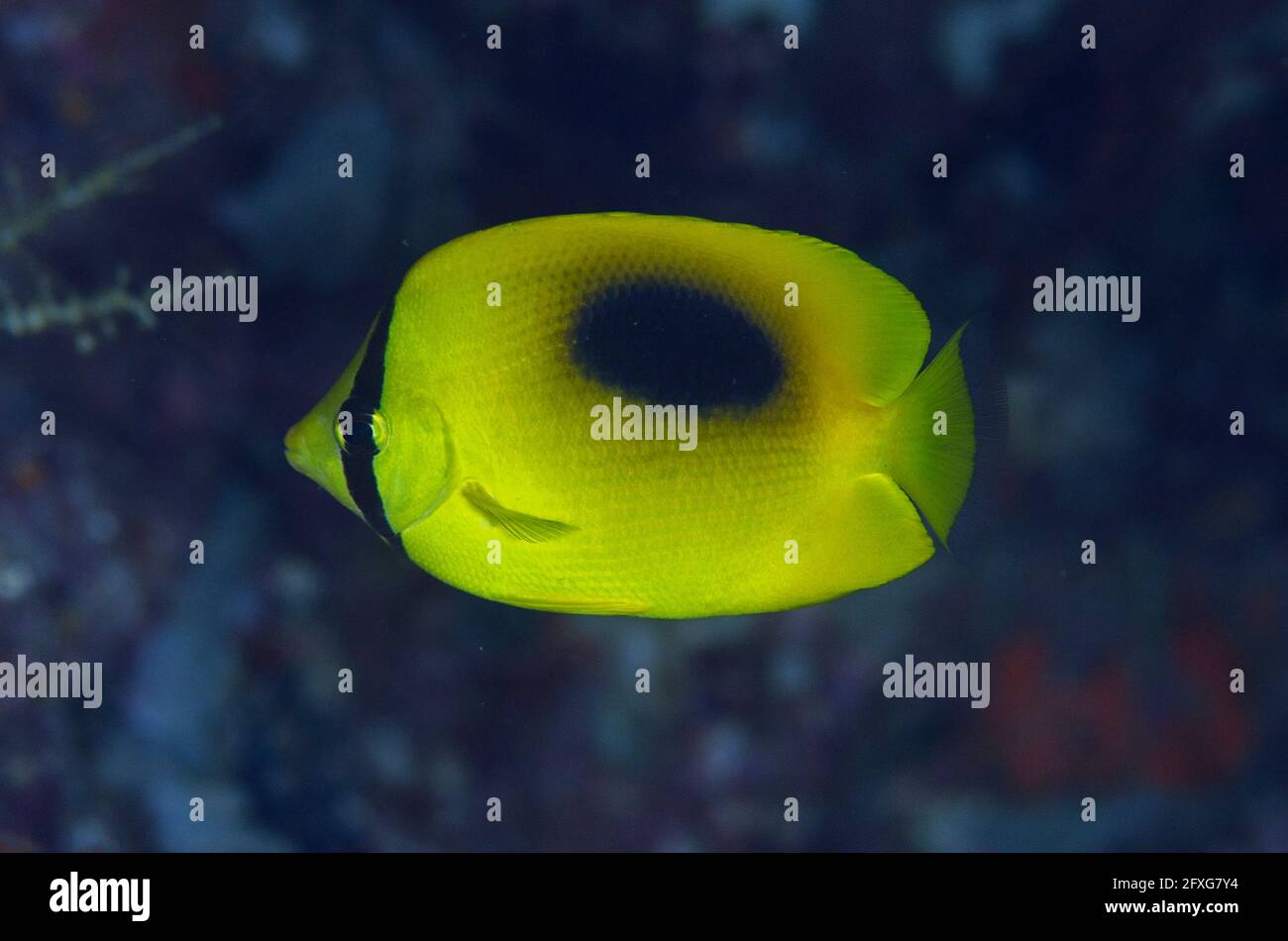 Oval-spot Butterflyfish, Chaetodon speculum, Neptune's Fan dive site, Wayil Island, Misool, Raja Ampat, West Papua, Indonesia Stock Photo