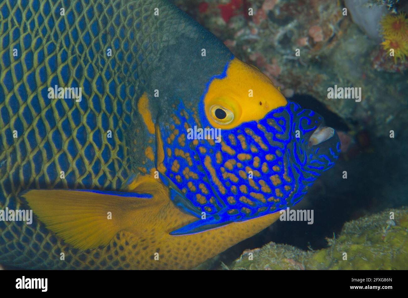Yellowmask Angelfish, Pomacanthus xanthometopon, night dive, Arborek Jetty dive site, Arborek Island, Dampier Strait, Raja Ampat, West Papua, Indonesi Stock Photo