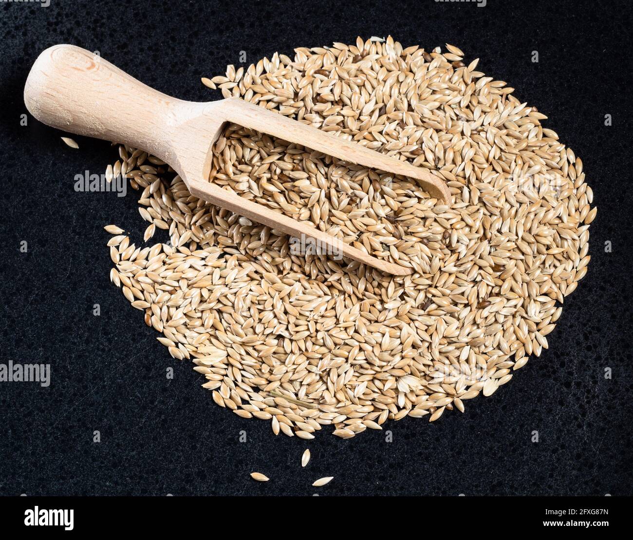 top view of wood scoop on pile of unhulled scagliola canary seeds on black plate Stock Photo