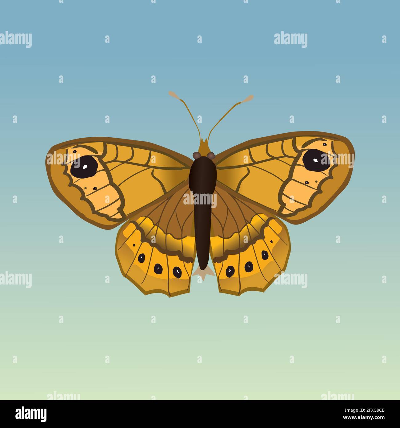 A vector illustration of a Lasiommata megera or wall brown butterfly The background is a light blue green gradient Stock Vector