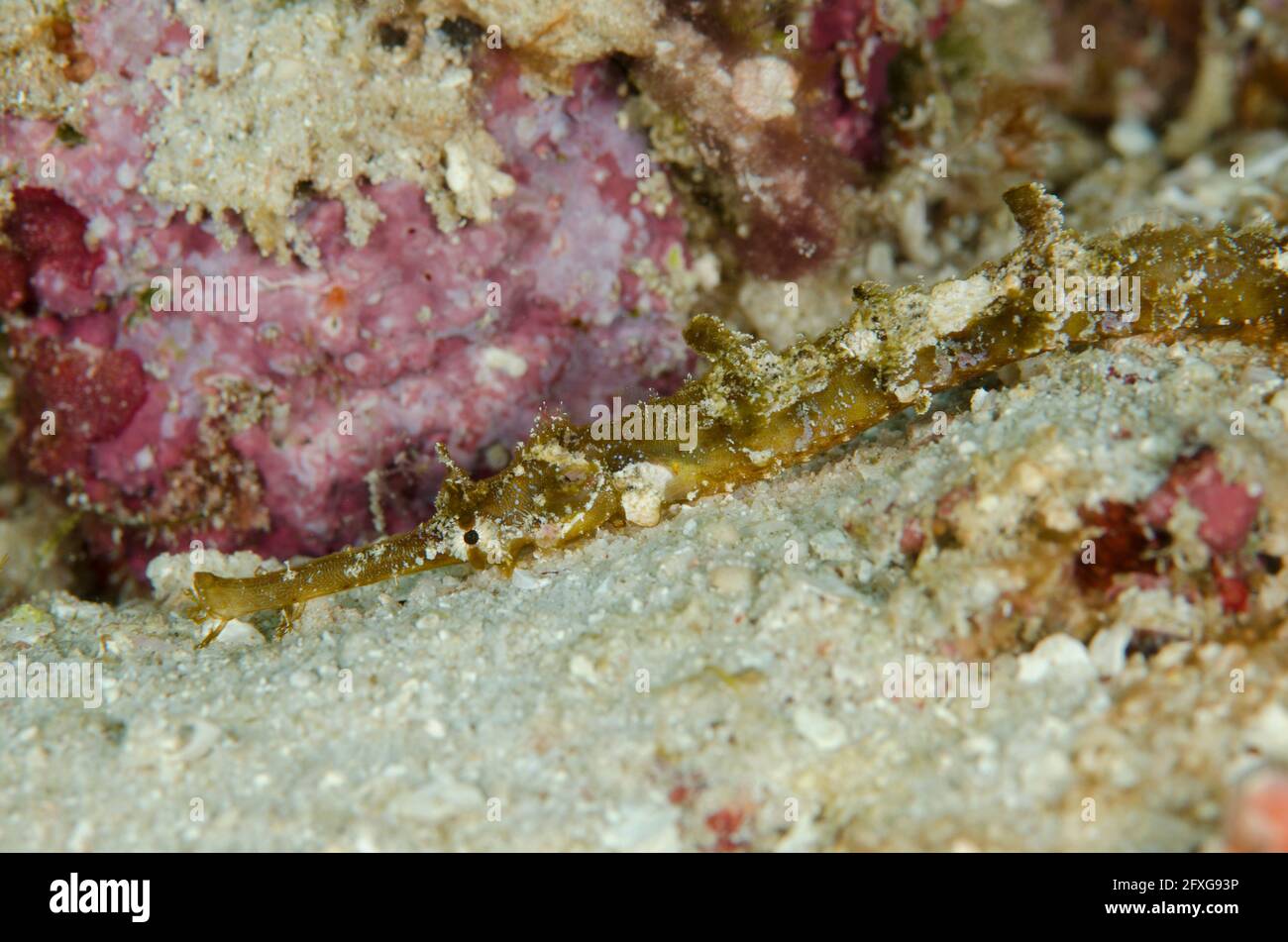 Whiskered Pipefish, Halicampus macrorhynchus, Mansuar Point East dive site, Yanbuba Island, Dampier Strait, Raja Ampat, West Papua, Indonesia Stock Photo