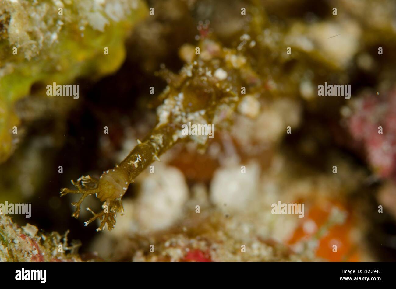 Whiskered Pipefish, Halicampus macrorhynchus, Mansuar Point East dive site, Yanbuba Island, Dampier Strait, Raja Ampat, West Papua, Indonesia Stock Photo