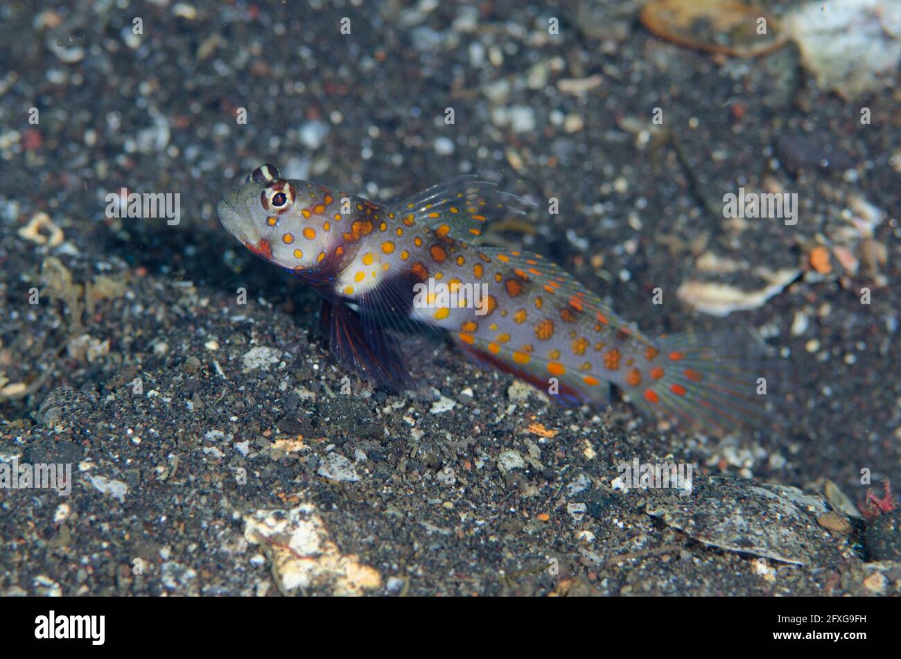 Spotted Shrimpgoby, Amblyeleotris guttata, Liberty Wreck dive site, Tulamben, Karangasem, Bali, Indonesia, Indian Ocean Stock Photo