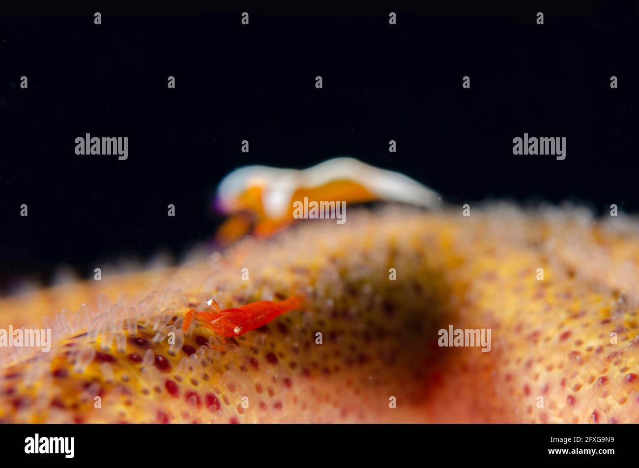 Sea Star Shrimp, Zenopontonia soror, with Emperor Shrimp, Zenopontonia rex, in background on Luzon Sea Star, Echinaster luzonicus, Batu Belah dive sit Stock Photo