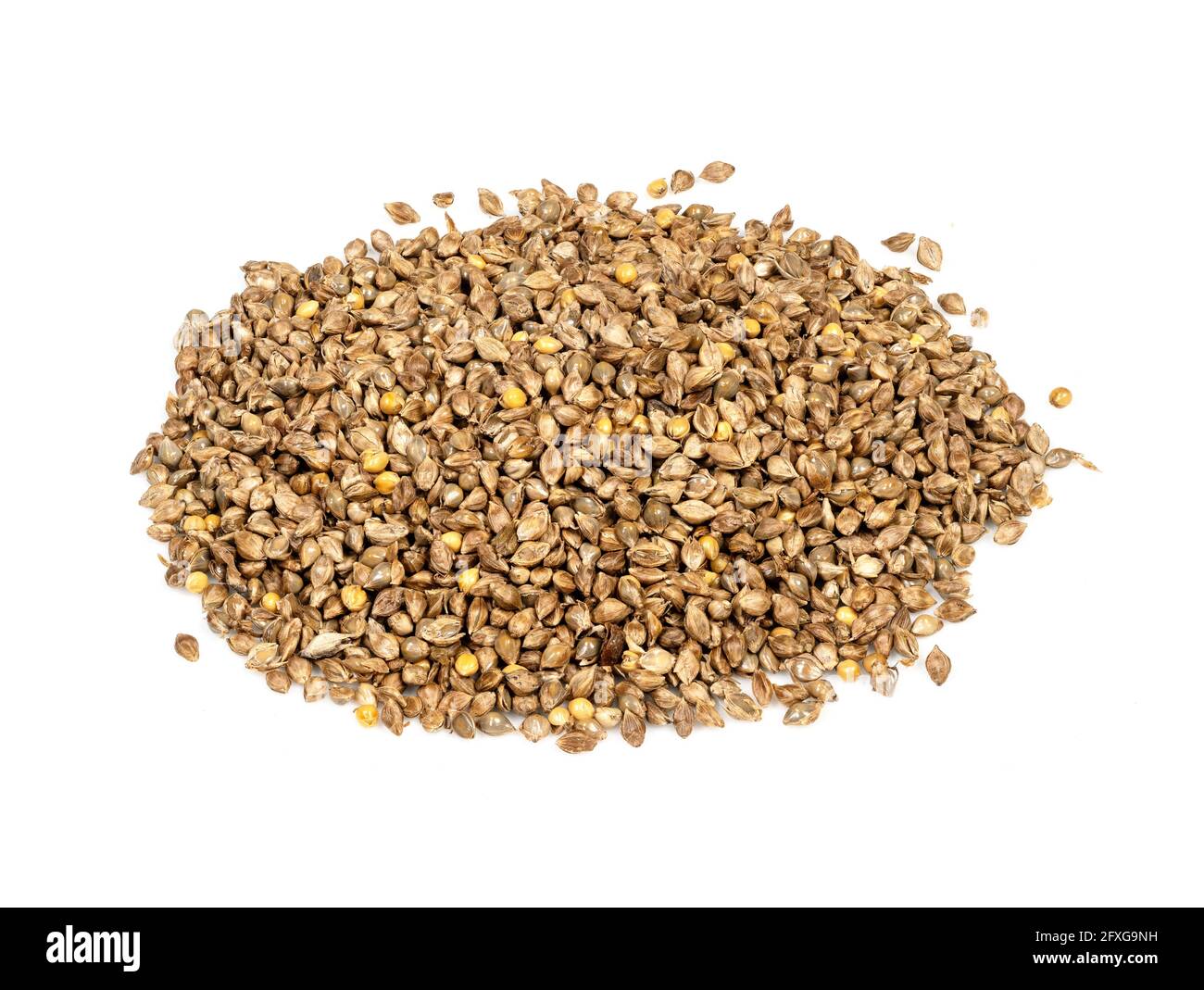 handful of unhulled barnyard millet seeds closeup on white background Stock Photo