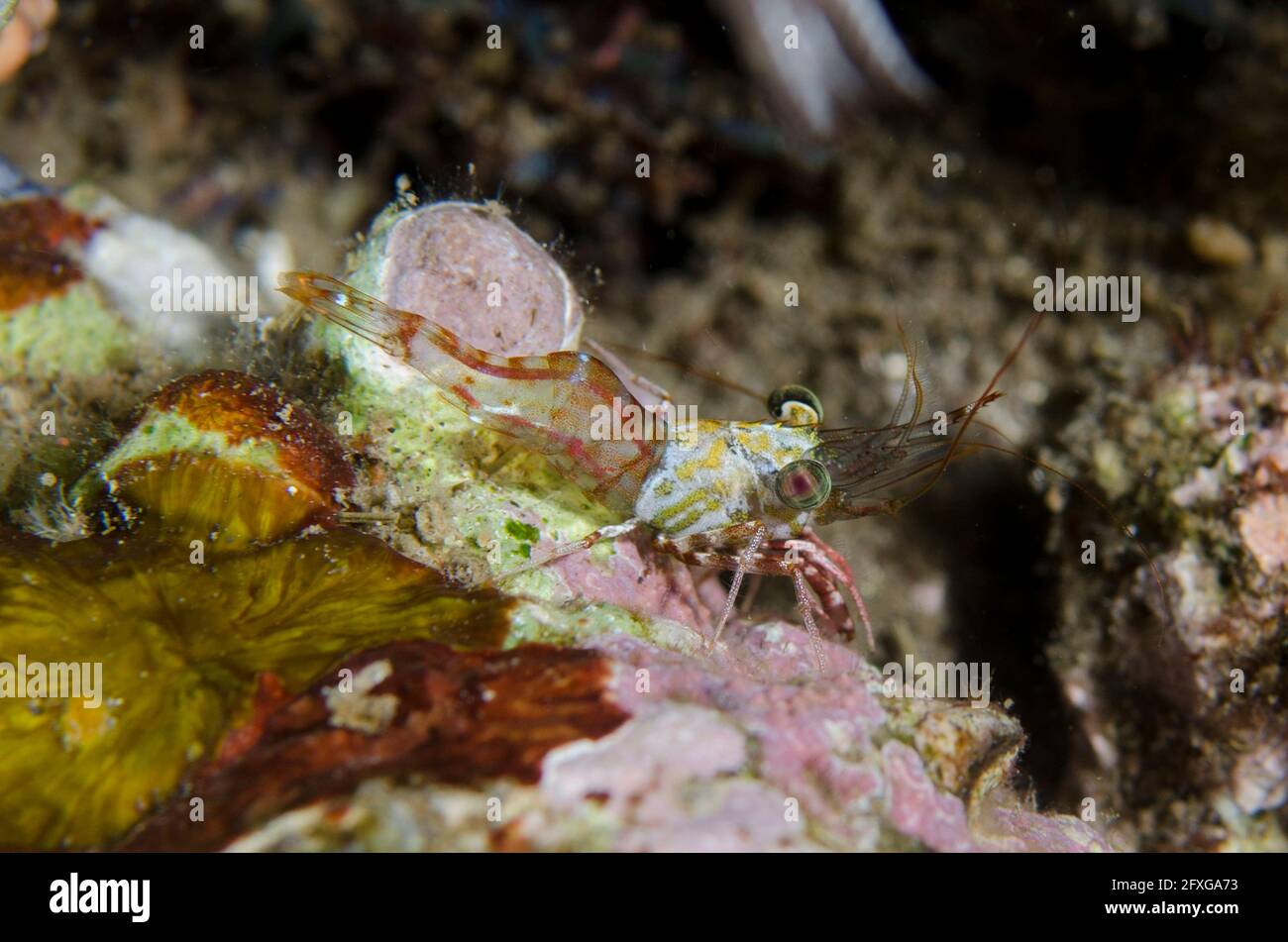 Hinge-beak Shrimp, Cinetorhynchus sp, night dive, Pyramids dive site, Amed, Karangasem, Bali, Indonesia, Indian Ocean Stock Photo