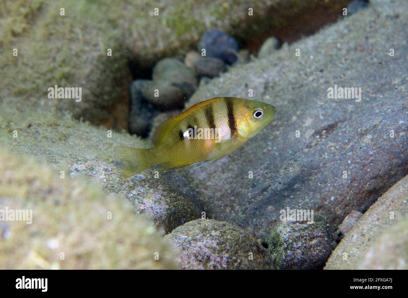 Juvenile Speckled Snapper, Lutjanus rivulatus, Ghost Bay dive site, Amed, Karangasem, Bali, Indonesia, Indian Ocean Stock Photo