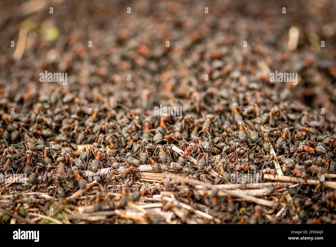 Big anthill and nest of formica rufa, also known as the red wood ant, southern wood ant, or horse ant, close up Stock Photo