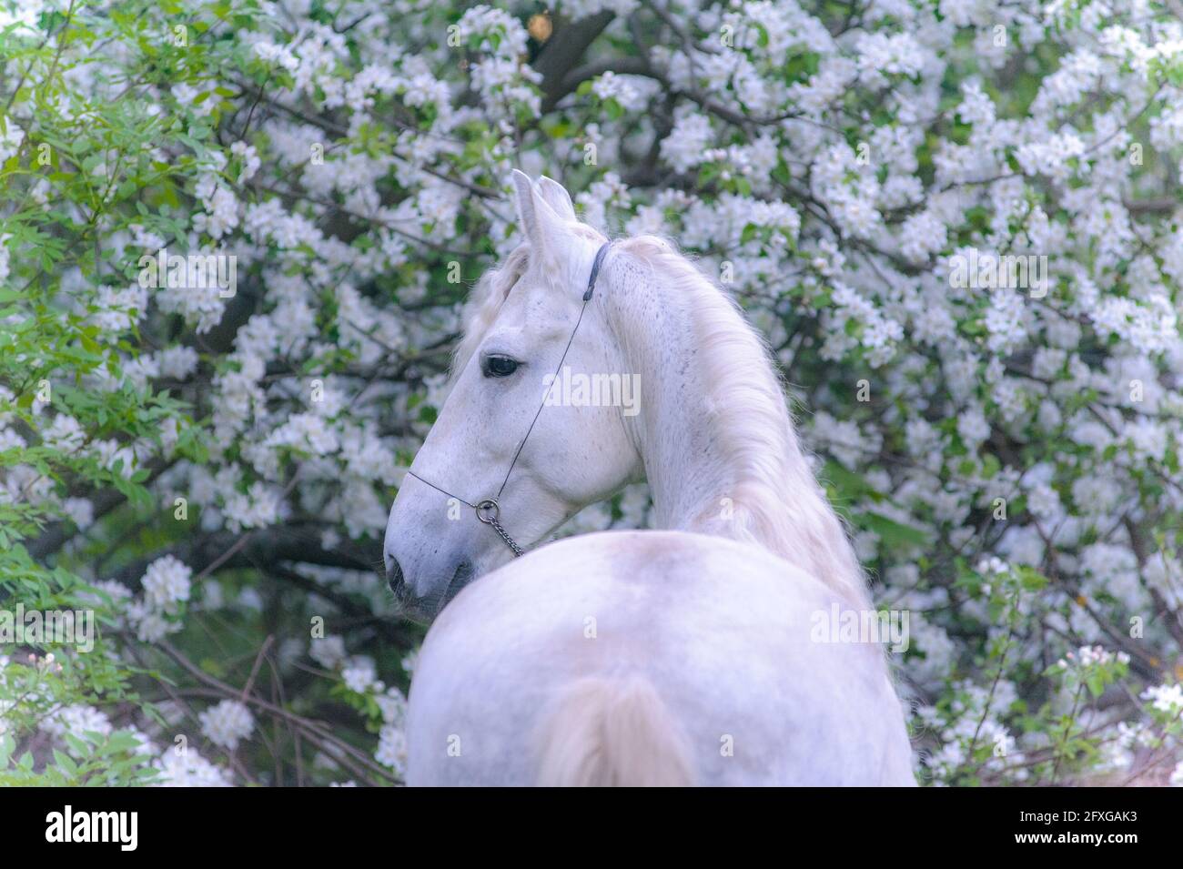 Beautiful tender horse on with a blooming tree on a background in soft tones Stock Photo
