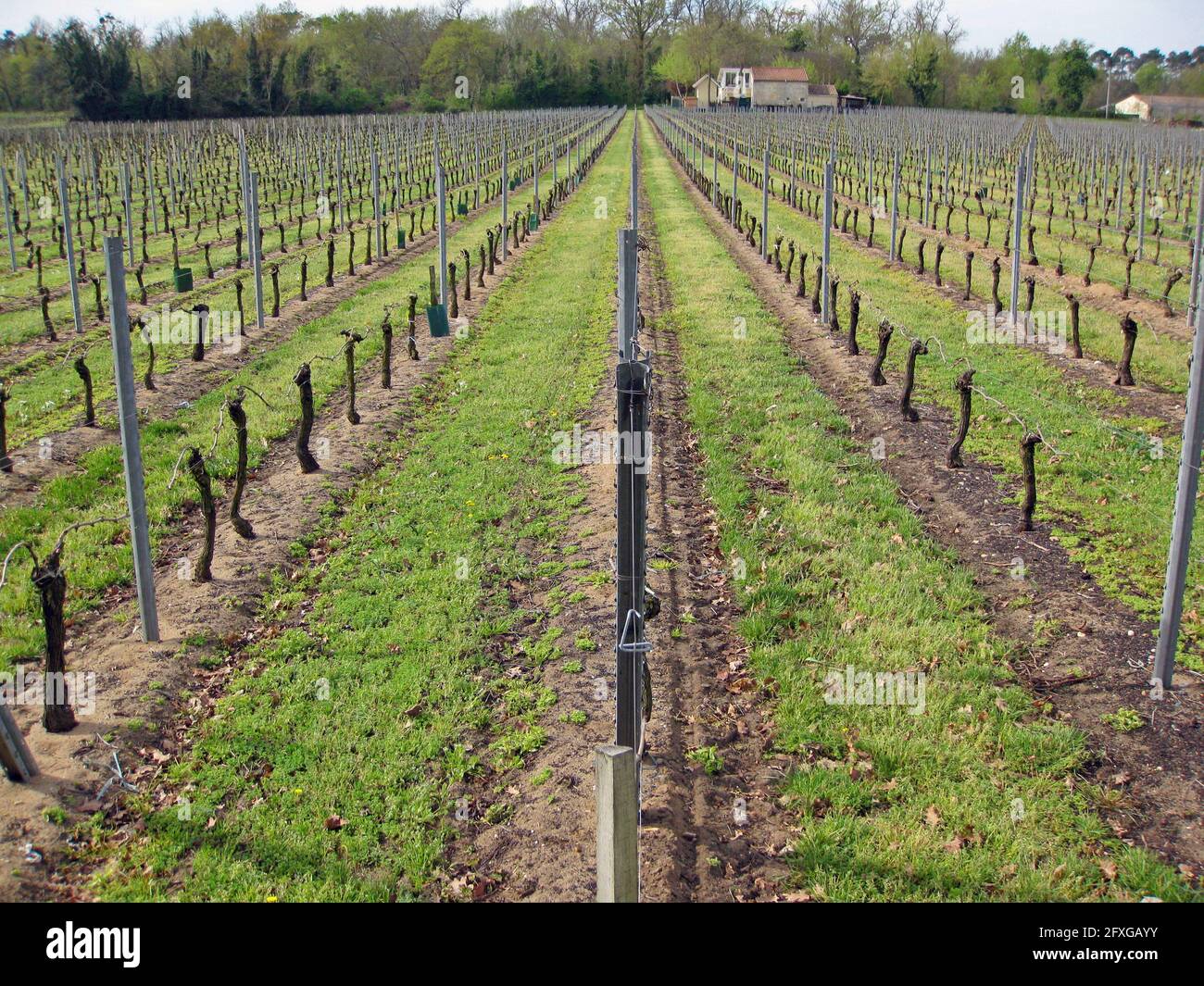 Vineyards of the Saint-Émilion region of France Stock Photo
