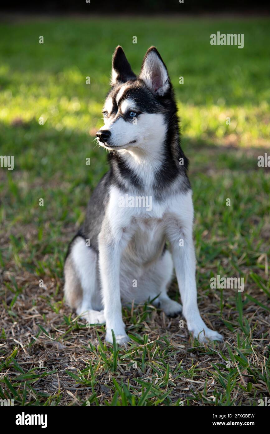 A photograph of a Klee Kai, also known as a miniature Huskey. Stock Photo
