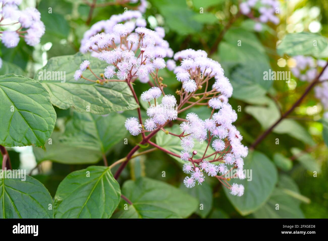 Ageratum growing in Russian Far East. Stock Photo
