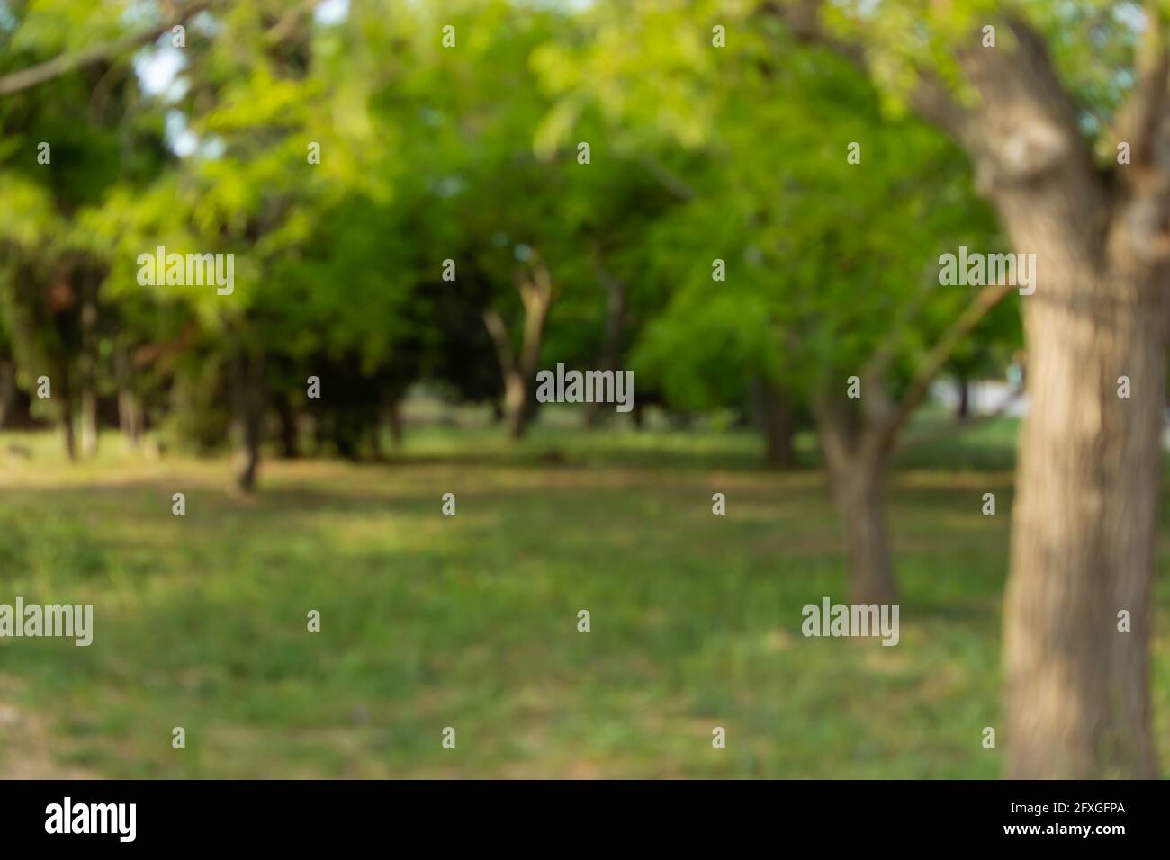 Summer city park blurred background hi-res stock photography and images ...