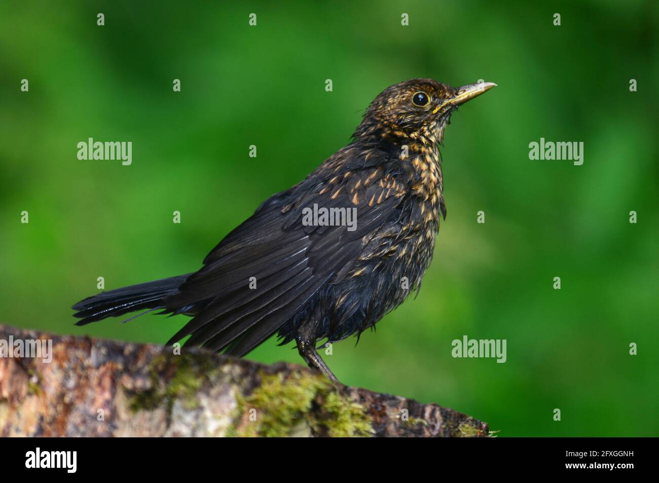 blackbird turdus merula Stock Photo