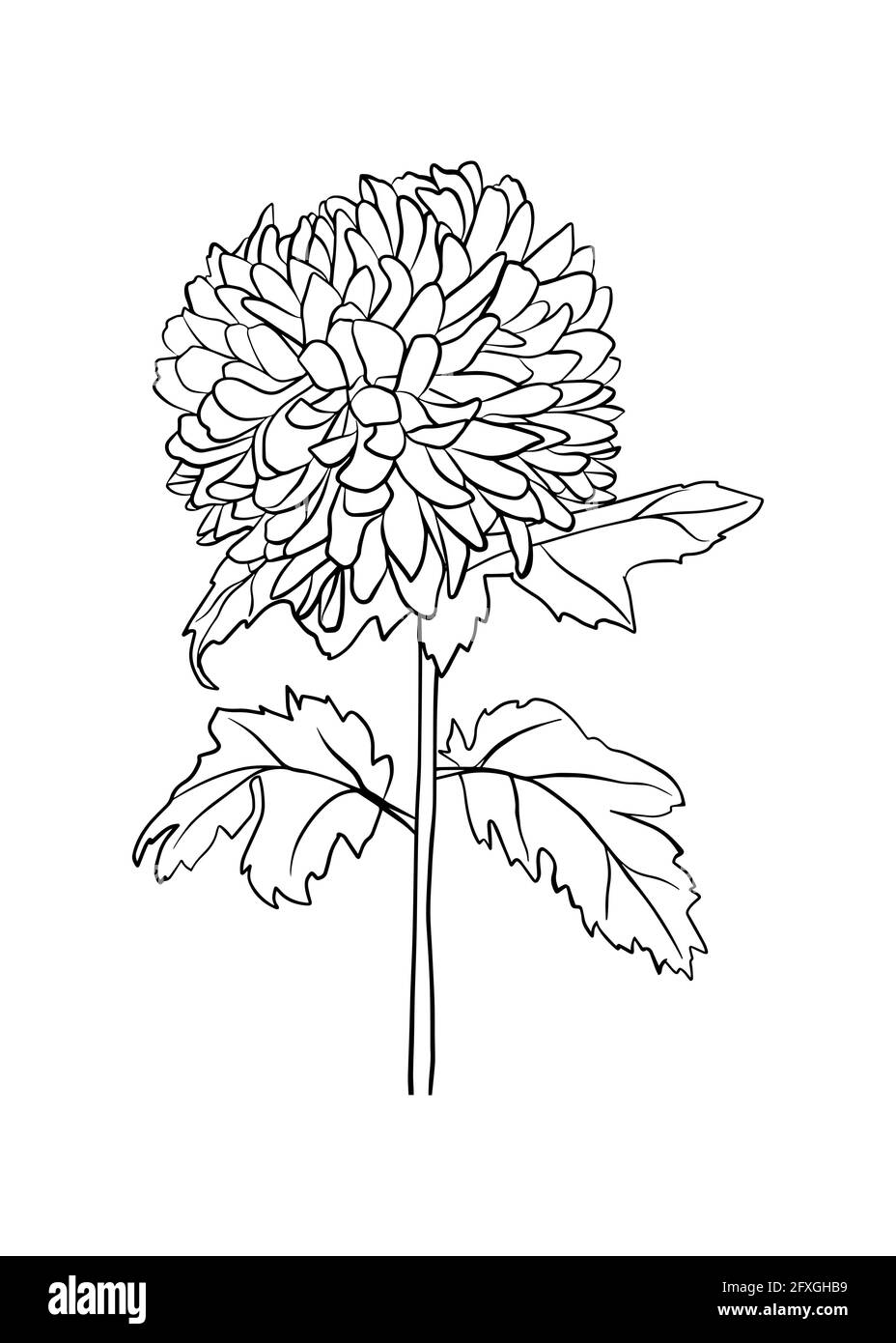 Trademarked Society Tattoo - Chrysanthemum by Ebony! | Facebook