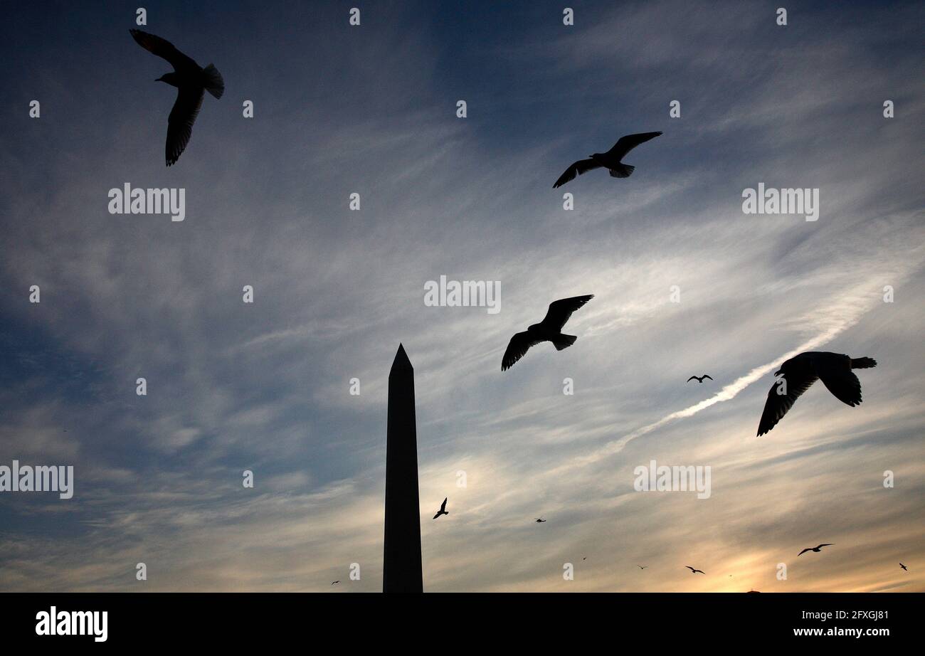 Seagulls flying around the Washington Monument, at dawn, during the 20 January 2009 inauguration of Barack Obama as President of the United States. Stock Photo