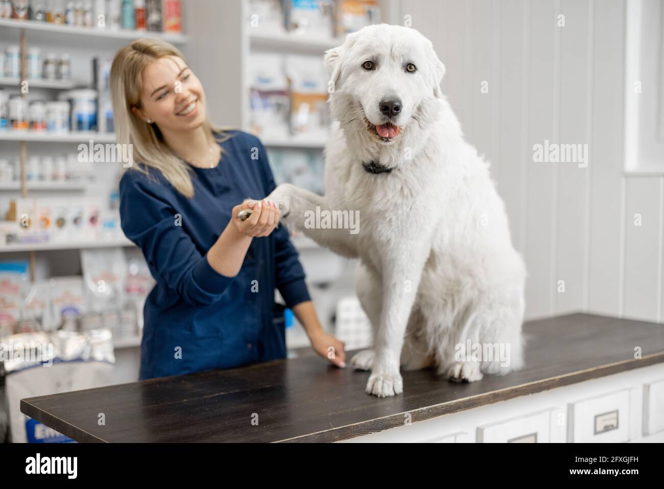 Female veterinarian with big white dog sitting on reception in veterinary clinic while pet gives a paw to the doctor. Pet care and treatment Stock Photo