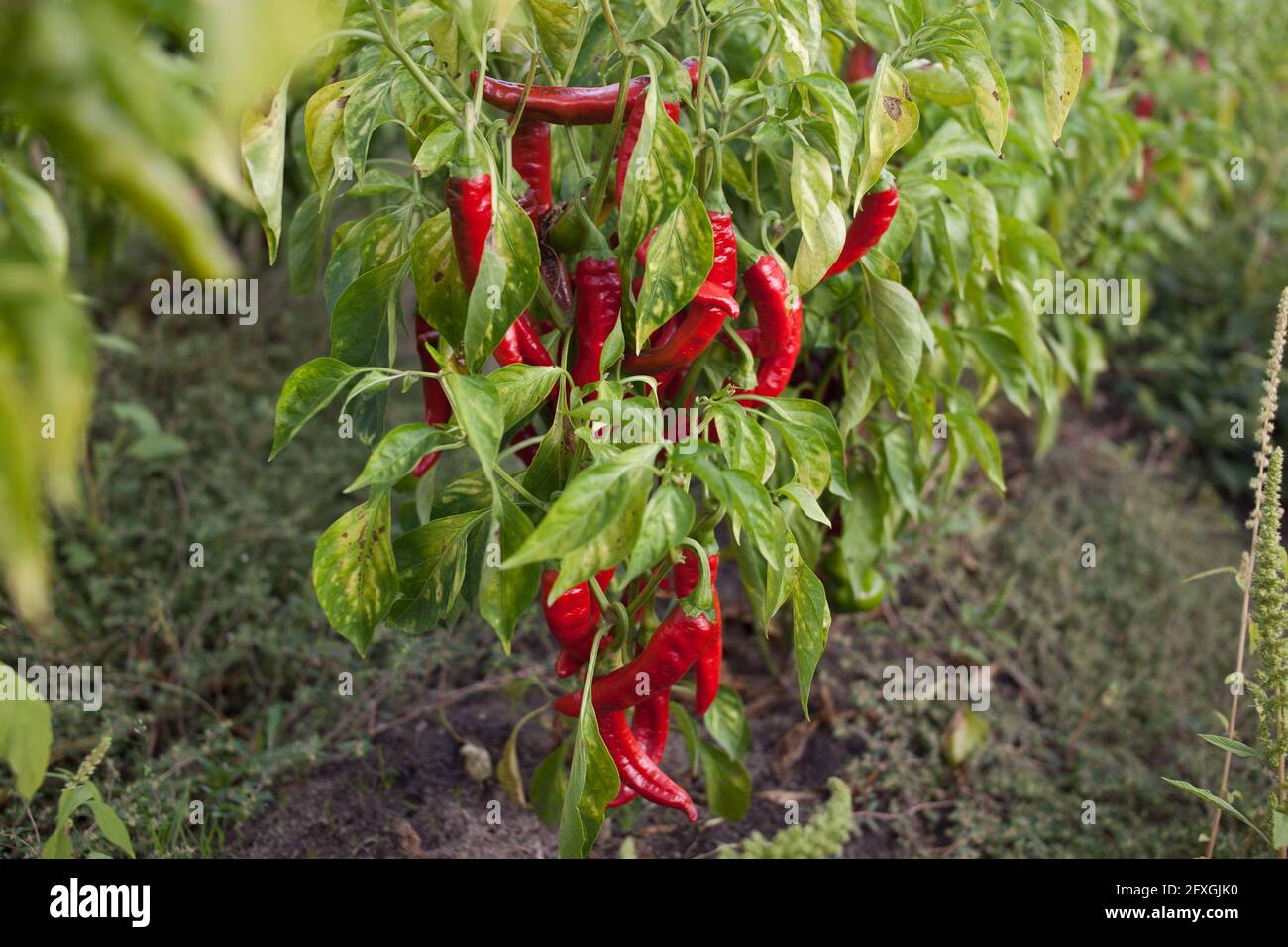 Plants of the red pepper which, dried, will be used to make the world