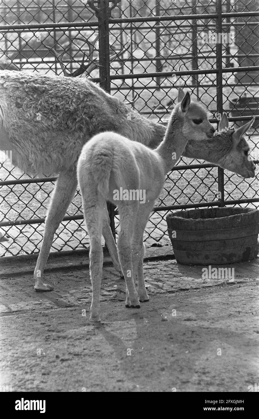 Vicogne (Wild Lama) born in Artis, September 30, 1966, animals, zoos, The Netherlands, 20th century press agency photo, news to remember, documentary, historic photography 1945-1990, visual stories, human history of the Twentieth Century, capturing moments in time Stock Photo