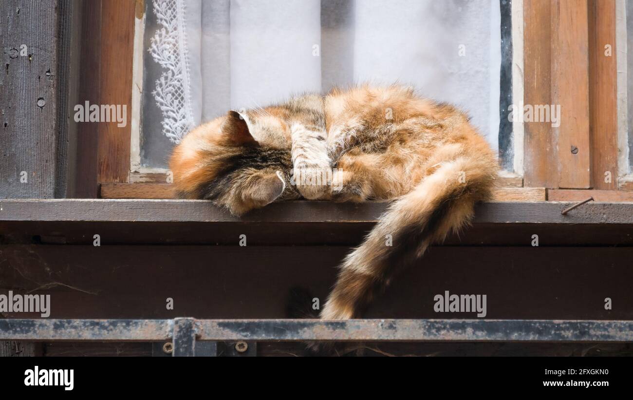 Sleeping cat with paw under head Stock Photo