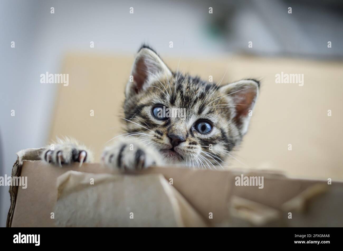 portrait of a one month old striped kitten popping out with the head from the box, shallow depth focus Stock Photo