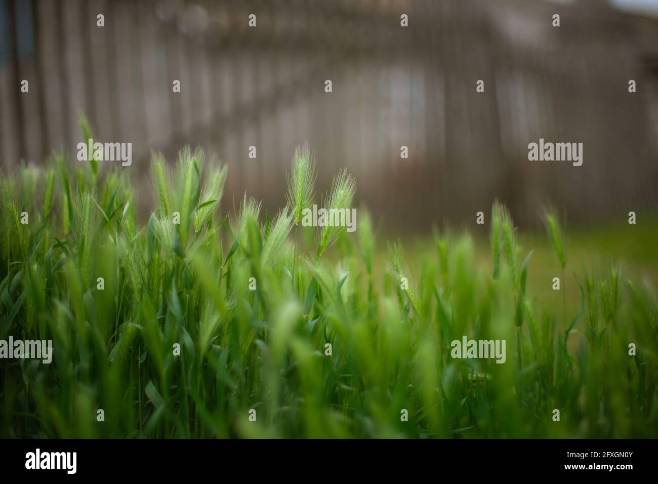 Fresh green barley grass growing in a rural garden on the background of a picket fence. Stock Photo