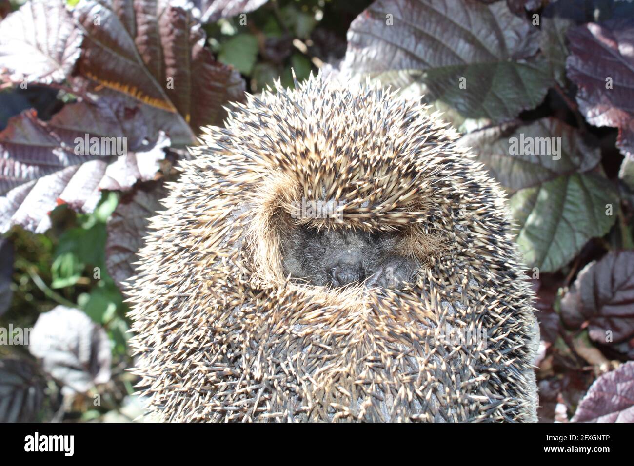 a sleeping hedgehog in front of nut leaves Stock Photo Alamy
