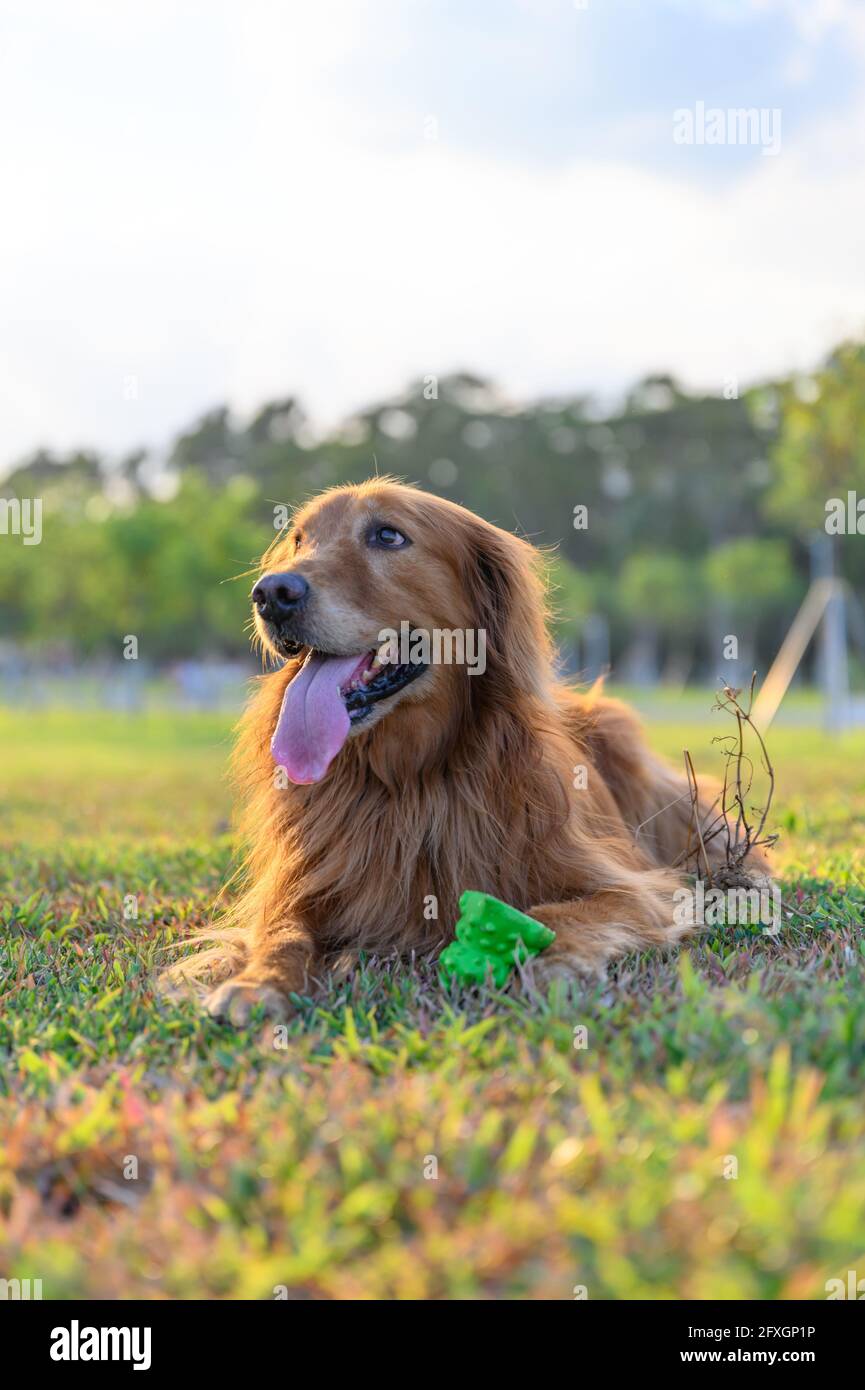 Golden Retriever lying on the grass Stock Photo - Alamy