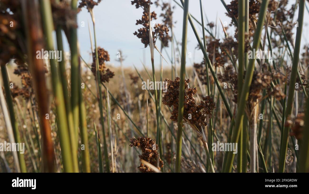 Closeup of spiny rush weeds growing in the field Stock Photo