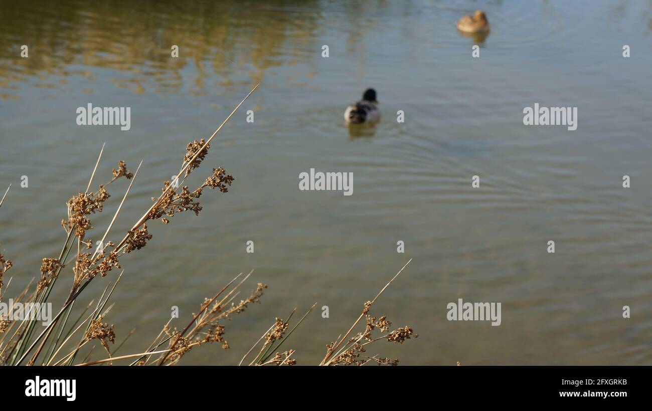 Closeup of dry reeds by the lakeshore with floating ducks Stock Photo ...