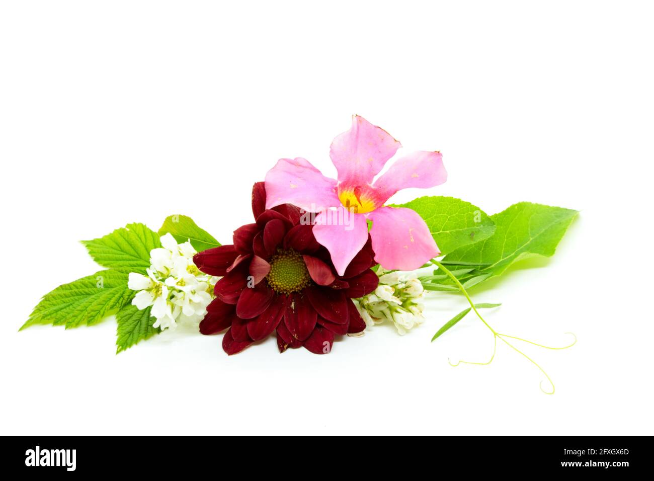 Flowers of chrysanthemum and bird cherry with a pink creeper flower on white Stock Photo