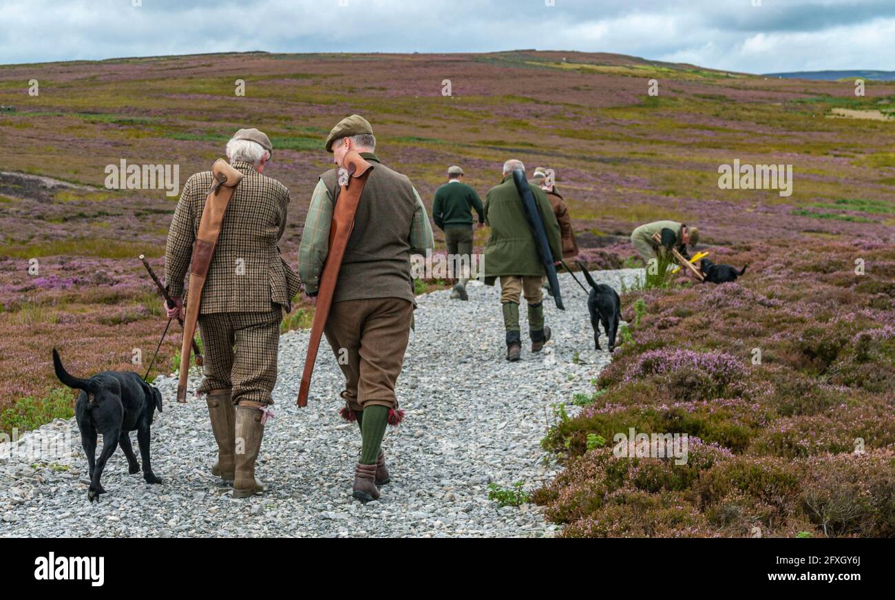 North Yorkshire, England UK - Walking out to a grouse moor during a grouse shoot with the dogs Stock Photo