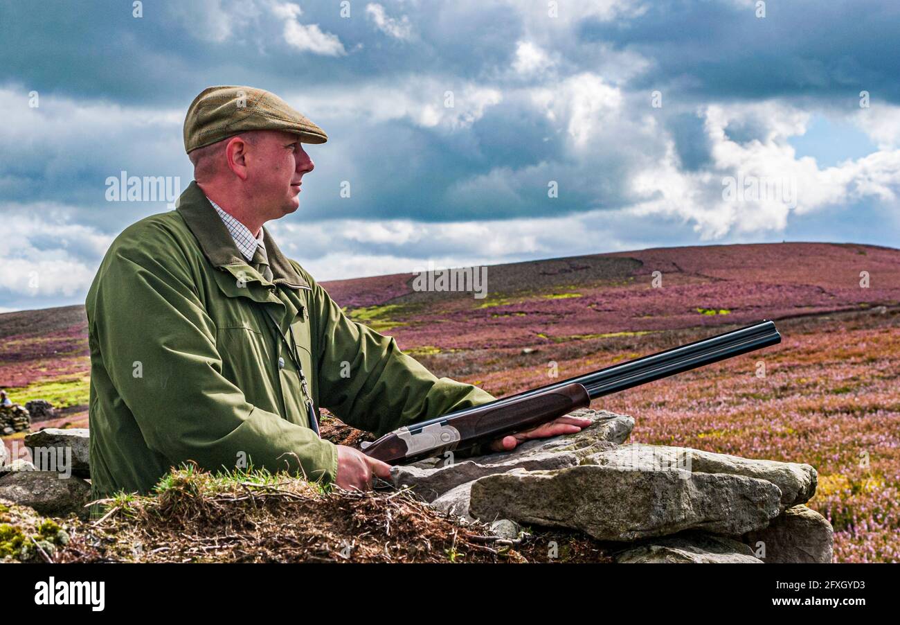 North Yorkshire, England UK - A Gun on a grouse moor during a driven grouse shoot Stock Photo