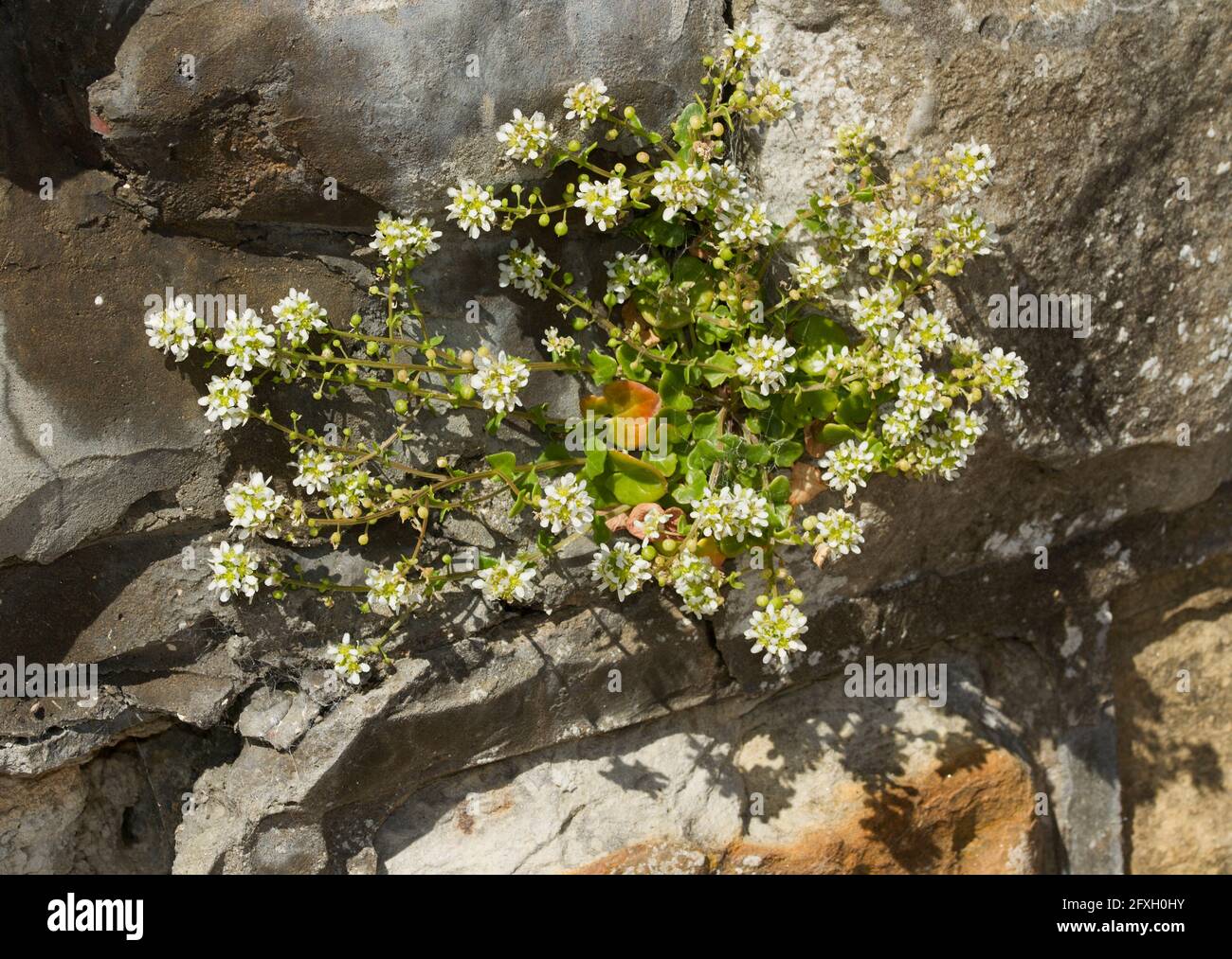 Coastal Vegetation Plant Plants High Resolution Stock Photography and ...