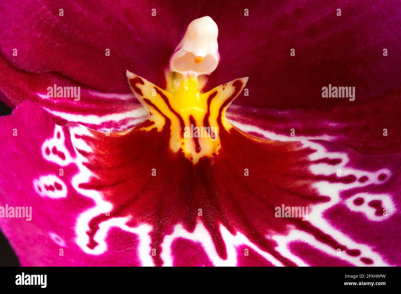 Most Orchids, like this Pansy Orchid are pollinated by insects and the flowers are a complex structure for a specific commensural relationship Stock Photo
