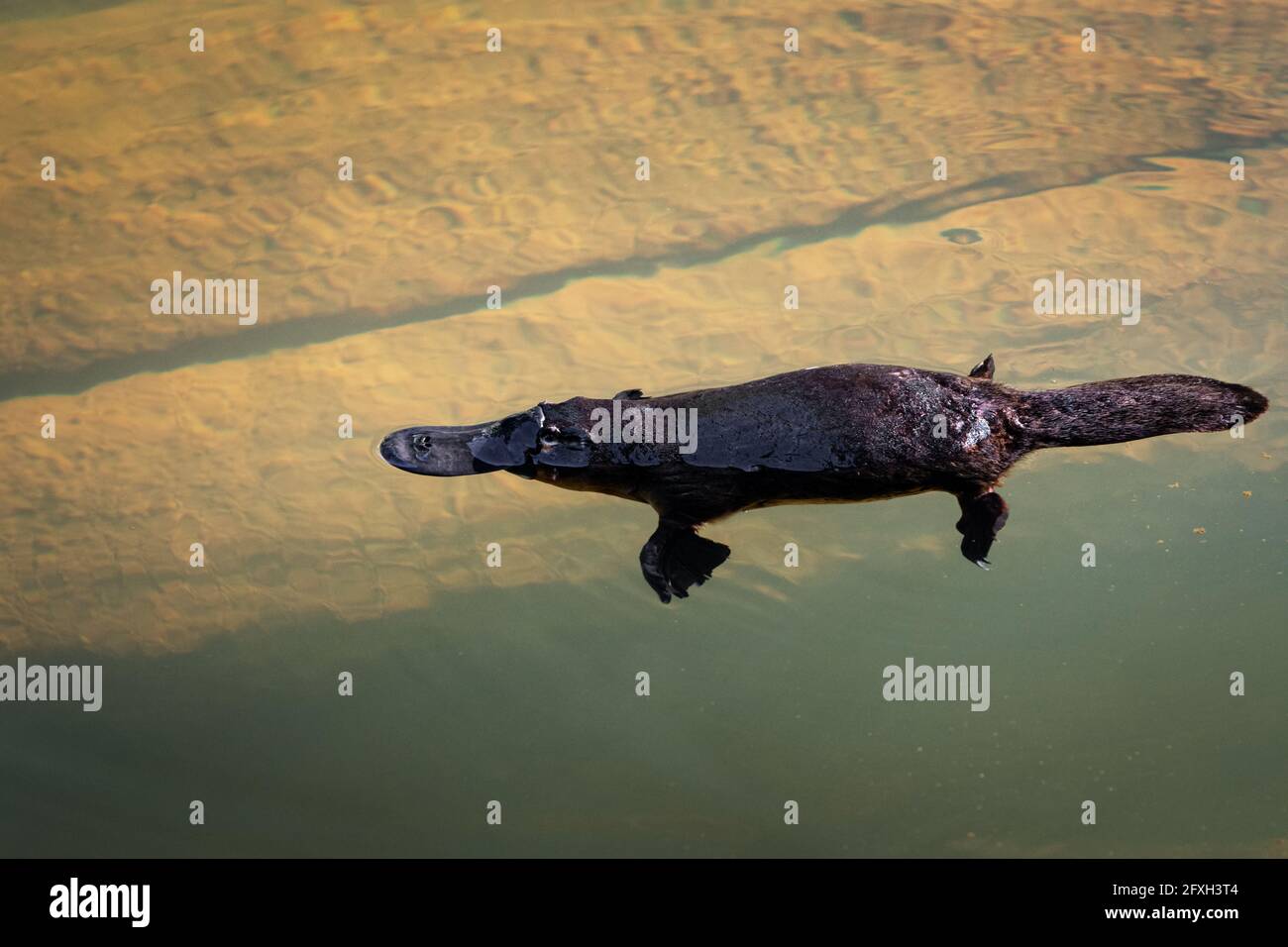 Platypus resting for some seconds on river's surface. Stock Photo