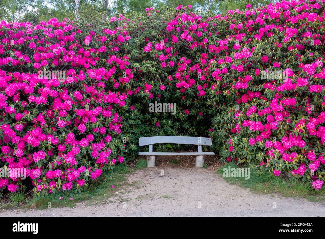 Beautiful pink and purple Rhododendron flowers in the forest near the nature reserve called 'Sprengenberg' and part of the nature reserve called 'the Stock Photo