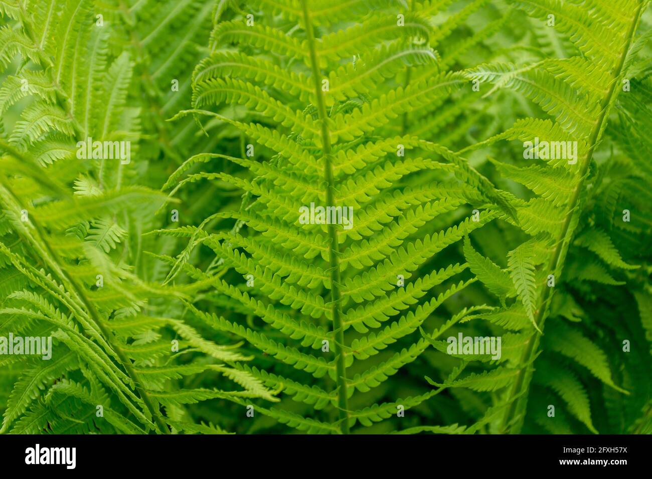 Nephrolepis cordifolia hires stock photography and images Alamy