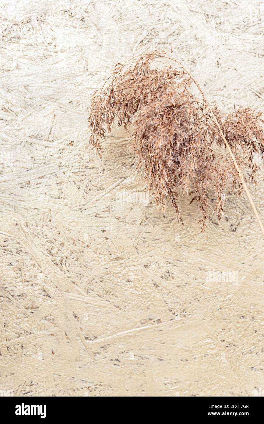 Decorative dry reed branch with fluffy plumes on plywood Stock Photo Alamy