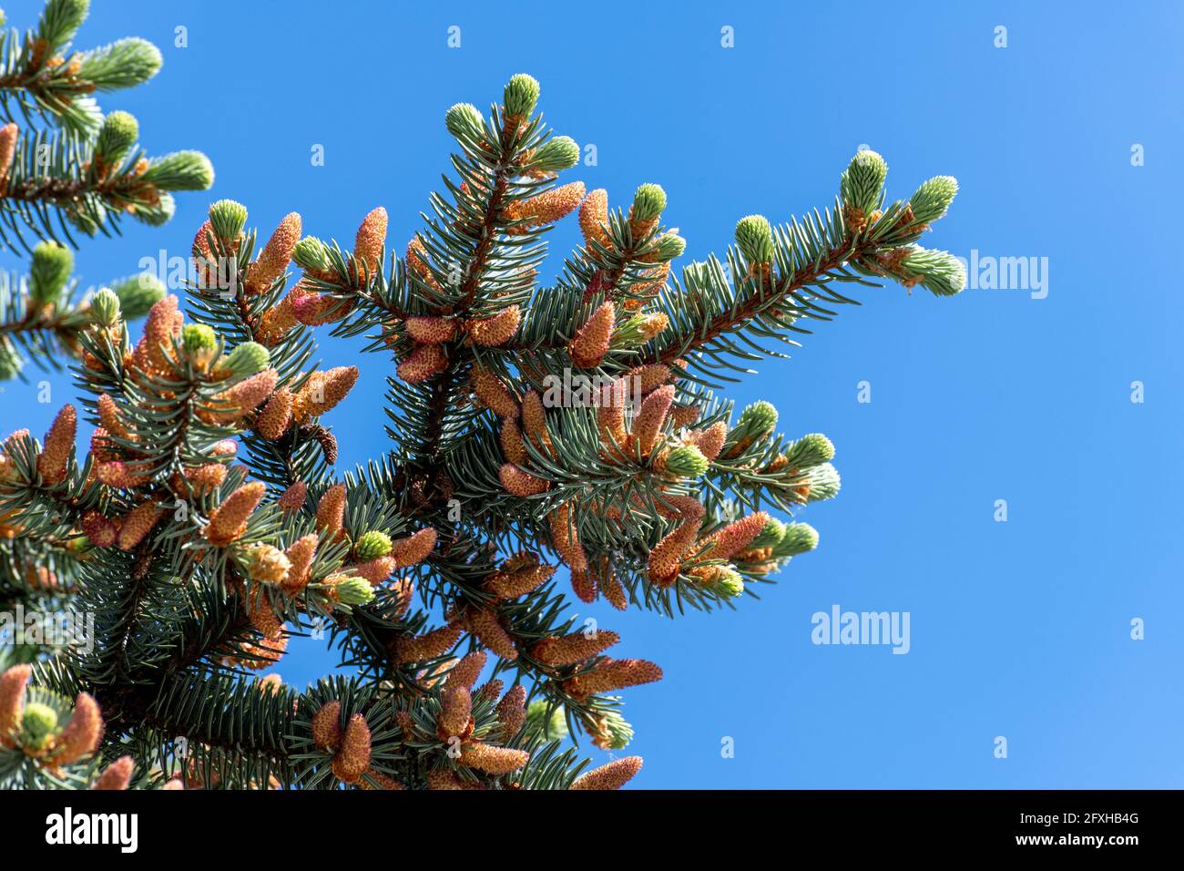 Spring Cone Tree Many young spring cones on spruce branch Stock Photo - Alamy