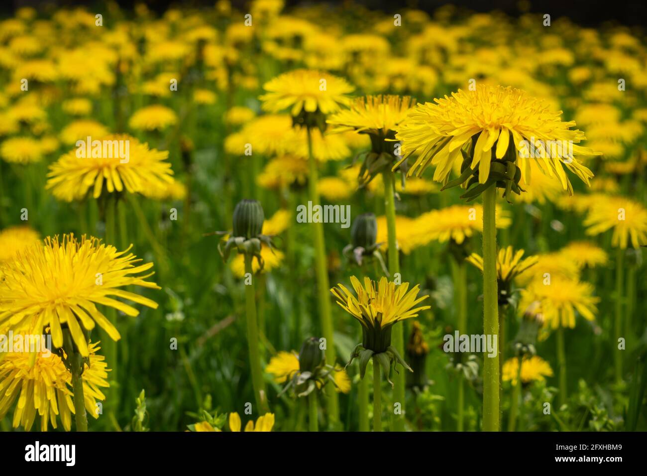 Lots of yellow flowers of Dandelion (Taraxacum officinale) on a green meadow. Photo taken with natural, soft light. Stock Photo