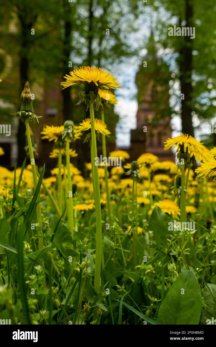 Lots of yellow flowers of Dandelion (Taraxacum officinale) on a green meadow. Photo taken with natural, soft light. Stock Photo