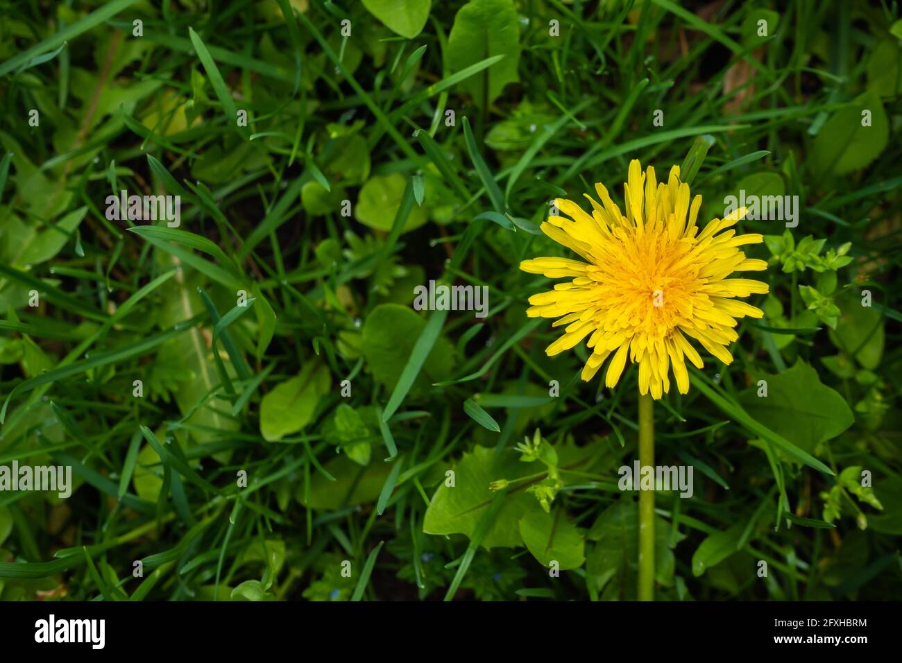 Single yellow flower of Dandelion (Taraxacum officinale) on a green meadow. Photo taken with natural, soft light. Stock Photo