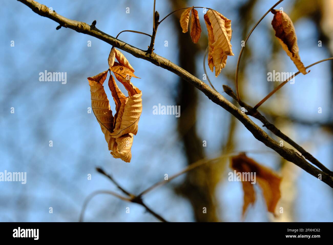 Dead leaves hanging on a tree hi-res stock photography and images